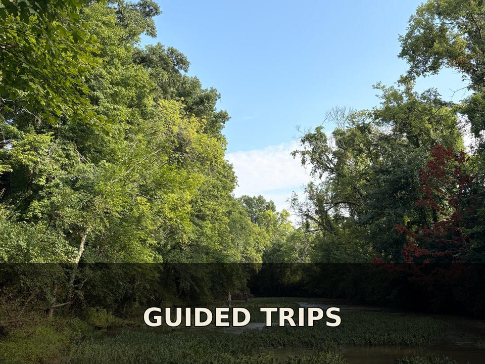 Trips Trips